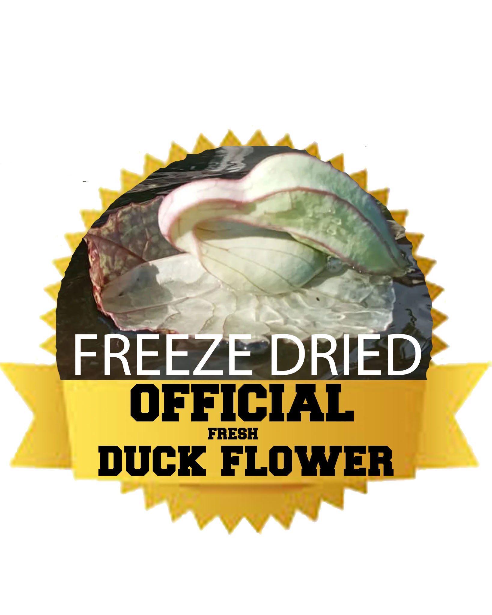OFFICIAL FRESH DUCK FLOWER freeze dried – OFFICIAL HERBZ health