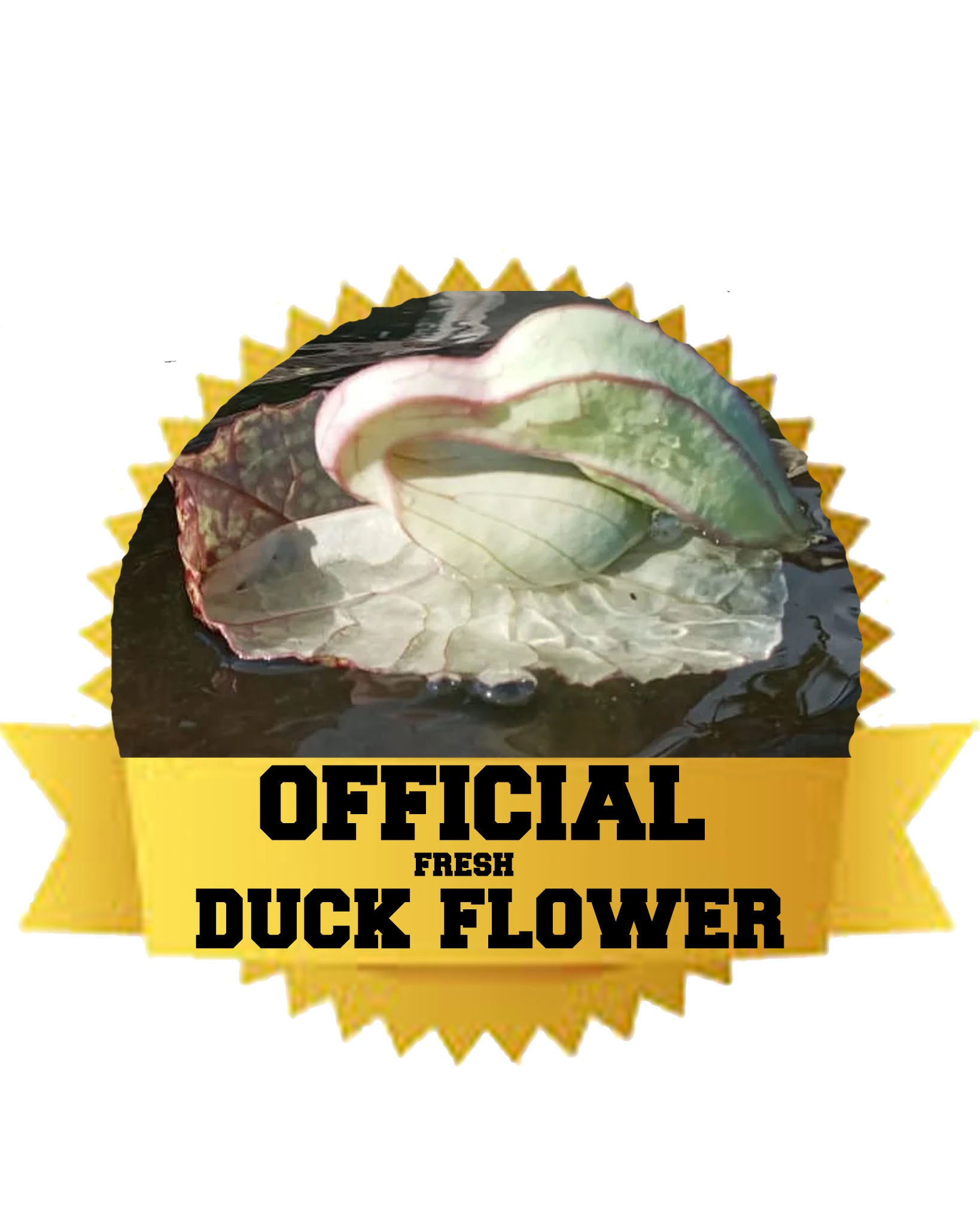 The Jamaican Duck Flower